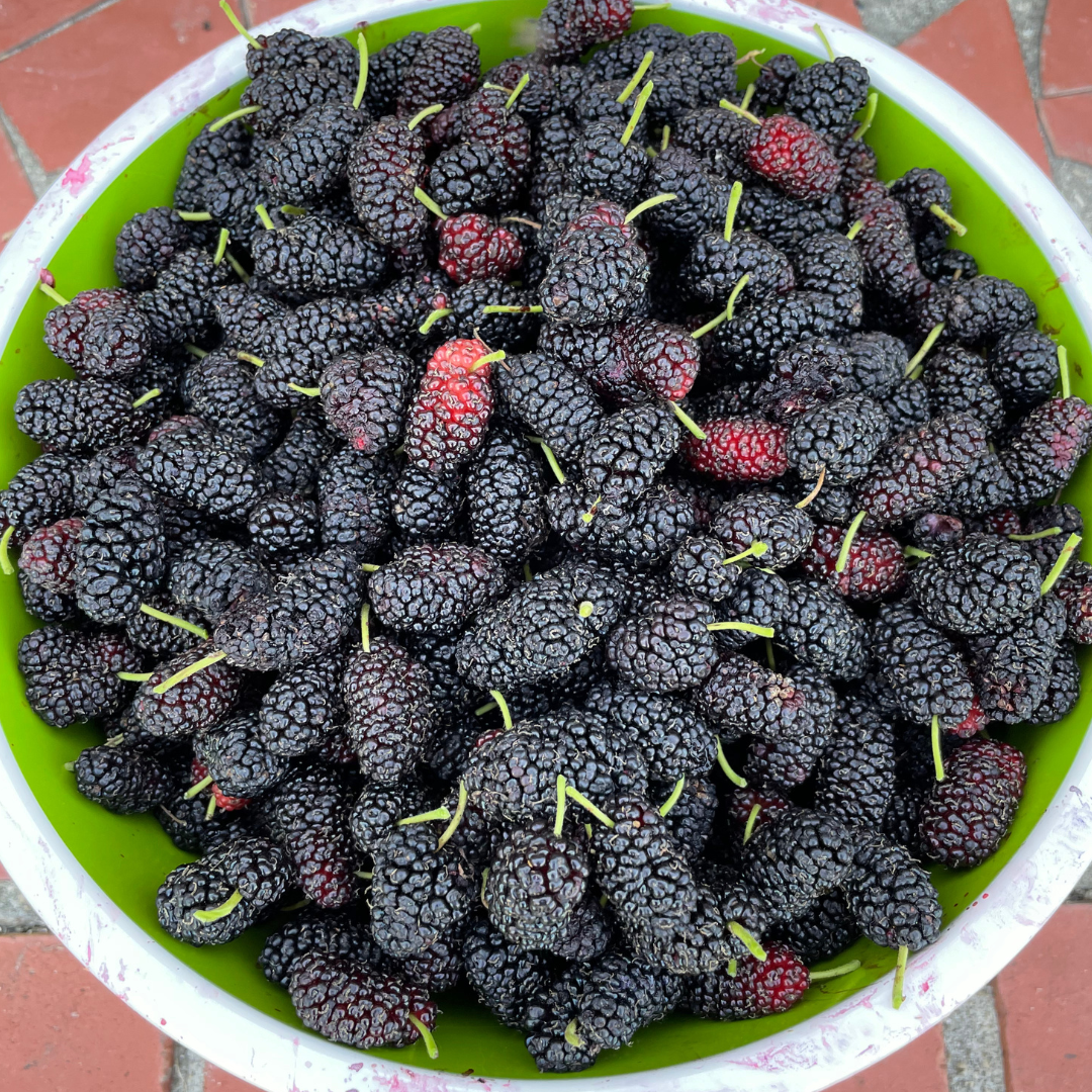 Homer Mulberry Tree from Lazy Dog Farm