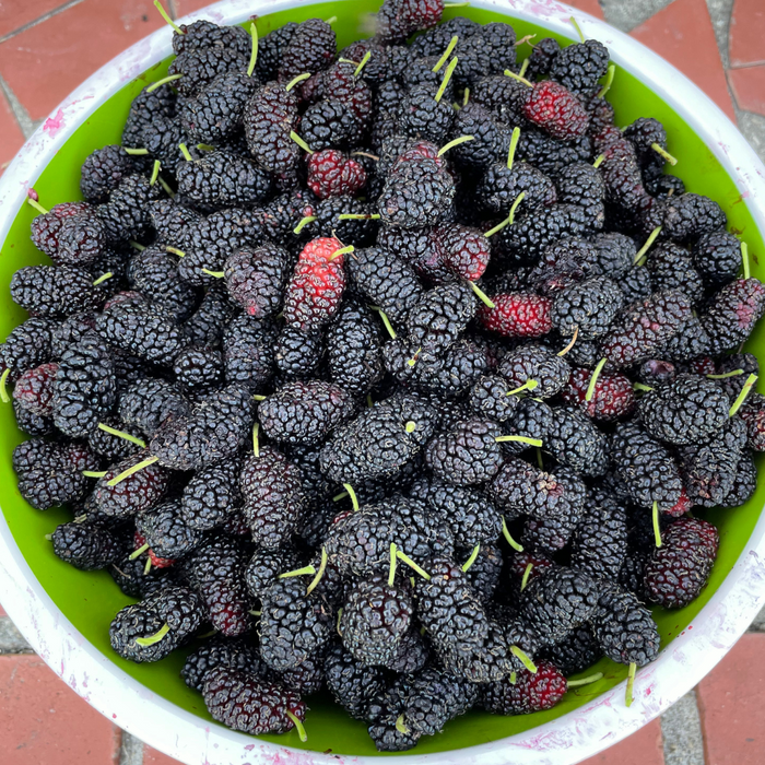 Homer Mulberry Tree from Lazy Dog Farm