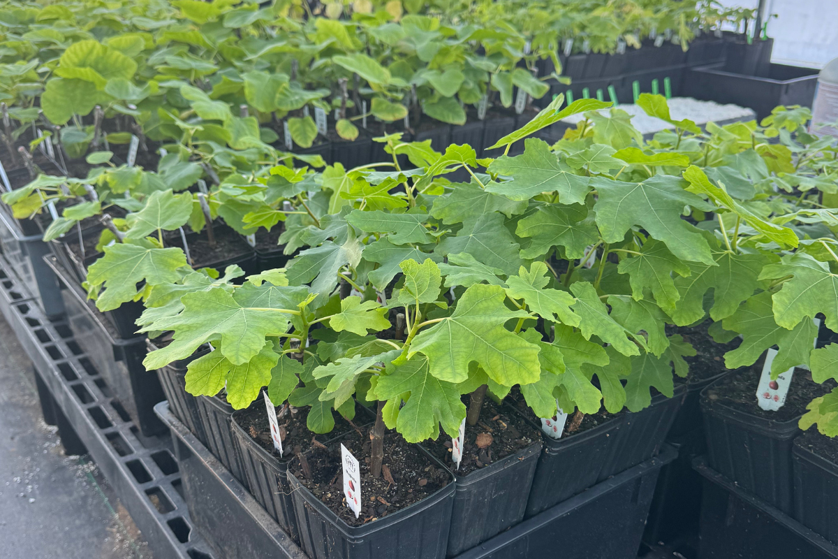 How Big Are the Fig Trees?