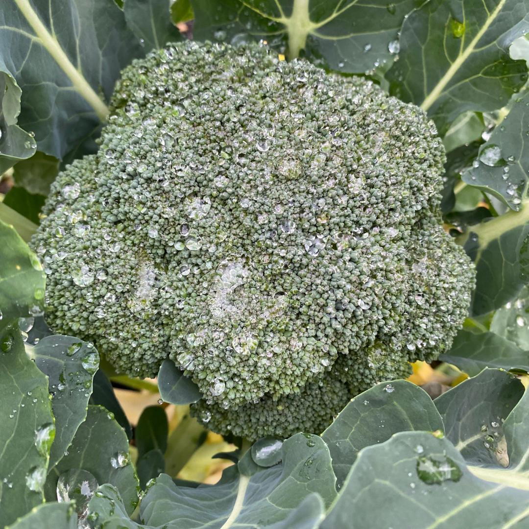 Imperial Broccoli Seed from Lazy Dog Farm