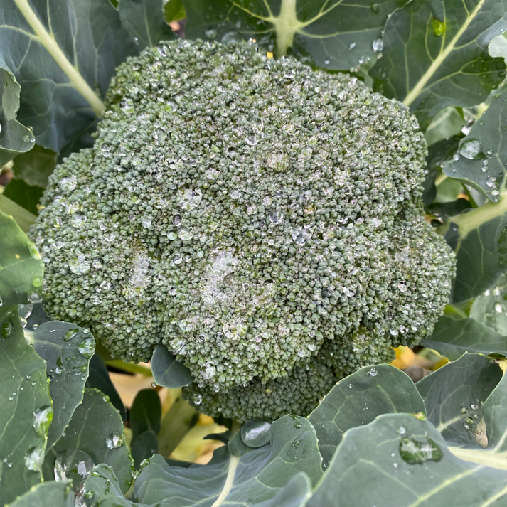 Imperial Broccoli Seed HeatTolerant Broccoli Lazy Dog Farm