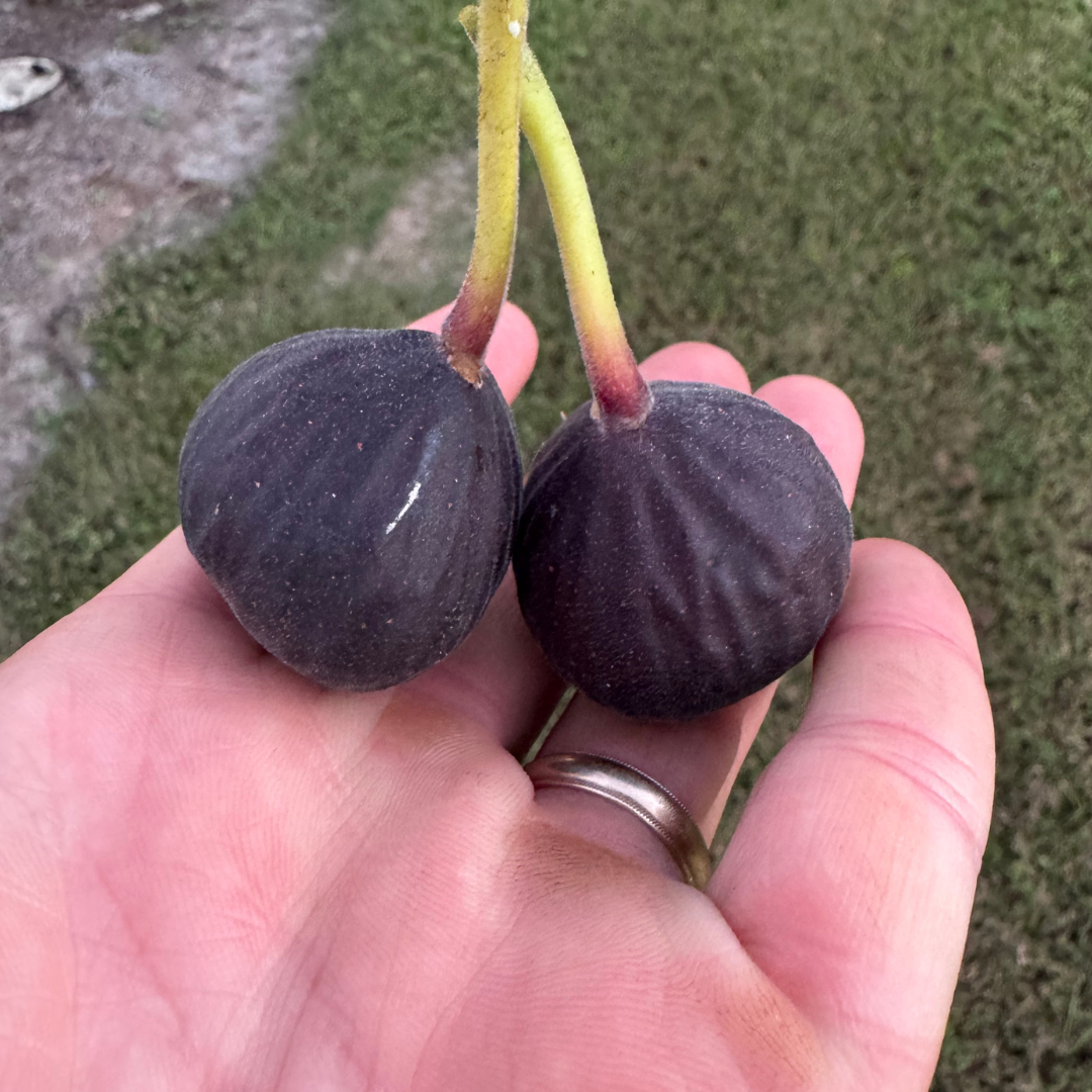 Iraqi Fig Tree from Lazy Dog Farm