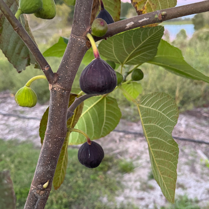 Iraqi Fig Tree from Lazy Dog Farm