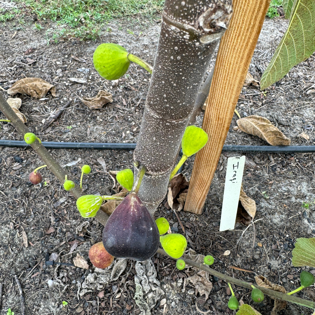 Iraqi Fig Tree from Lazy Dog Farm