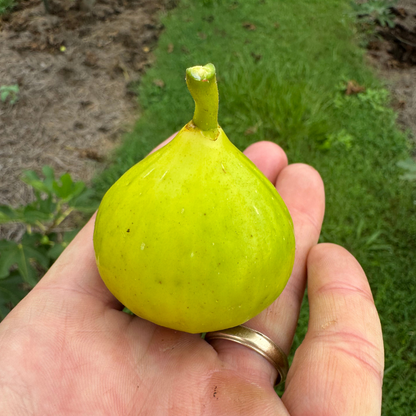 Ischia Fig Tree from Lazy Dog Farm
