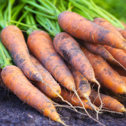 Istanbul Carrot Seed from Lazy Dog Farm