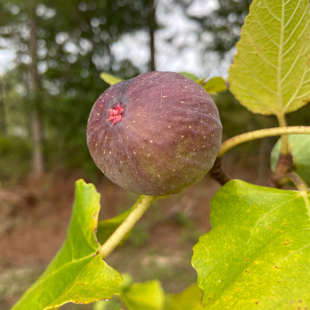 Italian 258 Fig Tree from Lazy Dog Farm