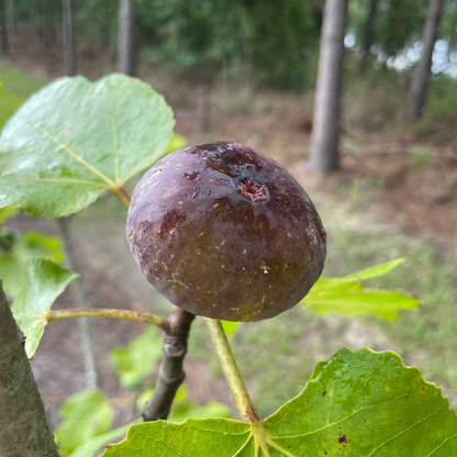 Italian 258 Fig Tree from Lazy Dog Farm