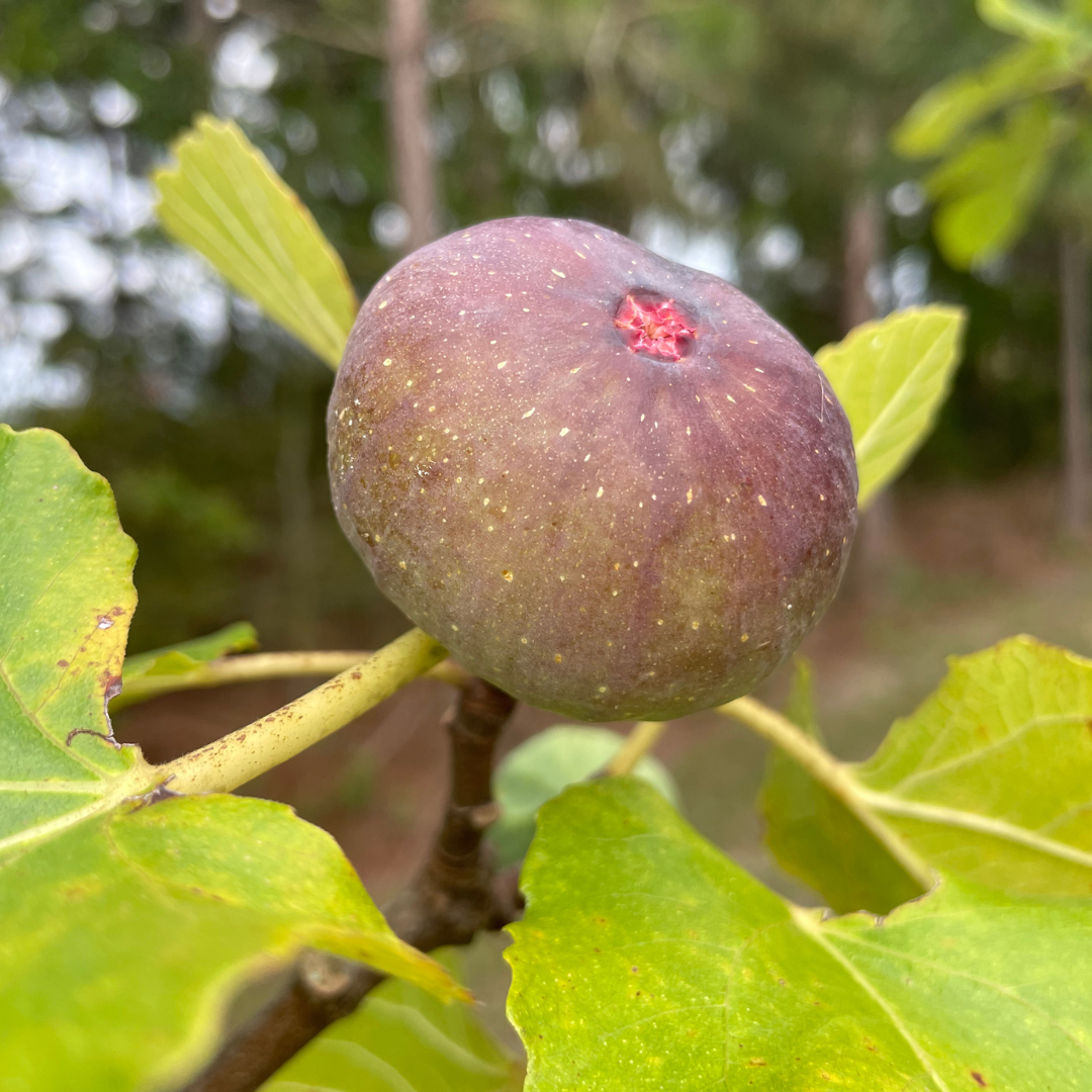 Italian 258 Fig Tree from Lazy Dog Farm