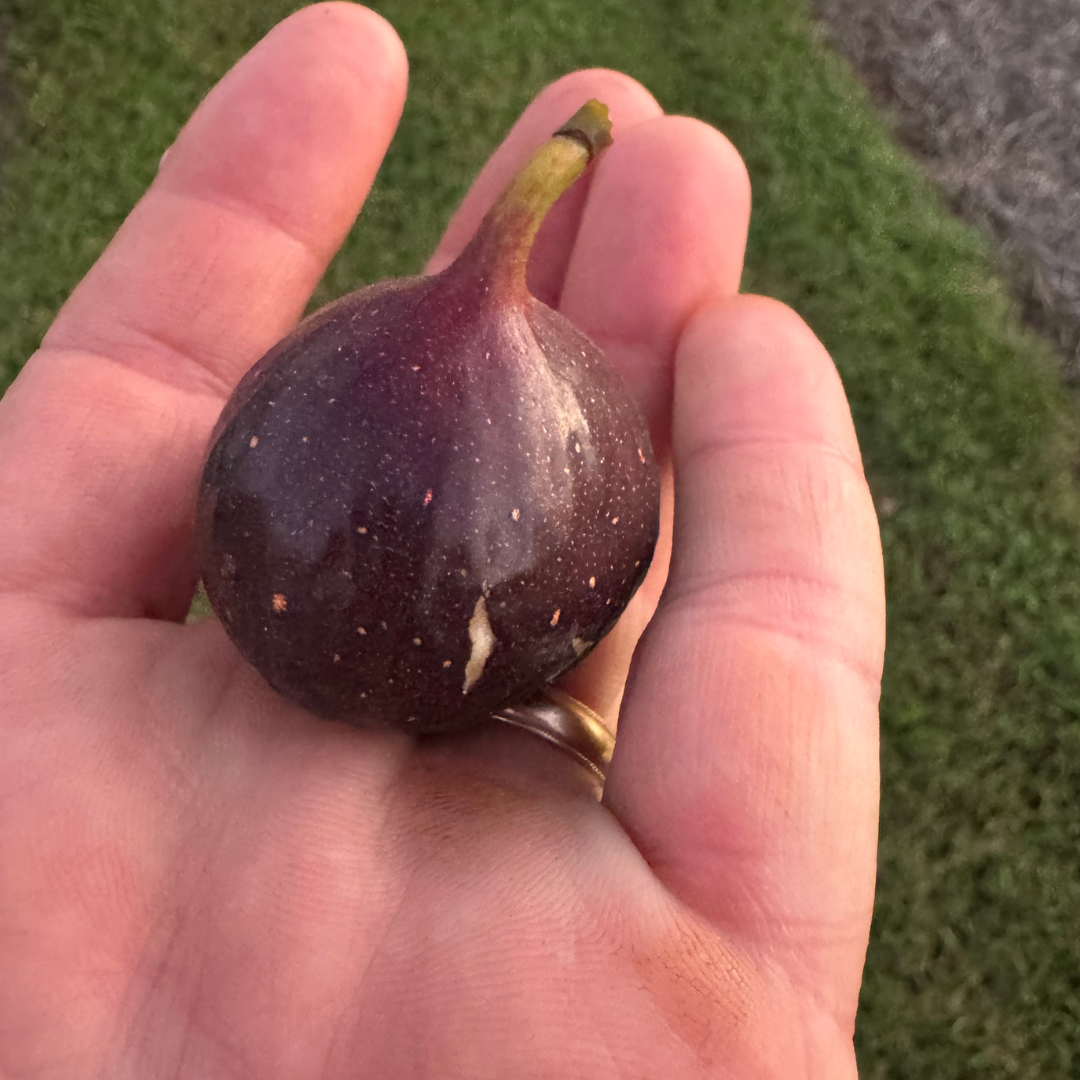 Italian Everbearing Fig Tree from Lazy Dog Farm