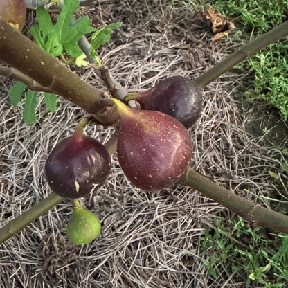 Italian Everbearing Fig Tree from Lazy Dog Farm