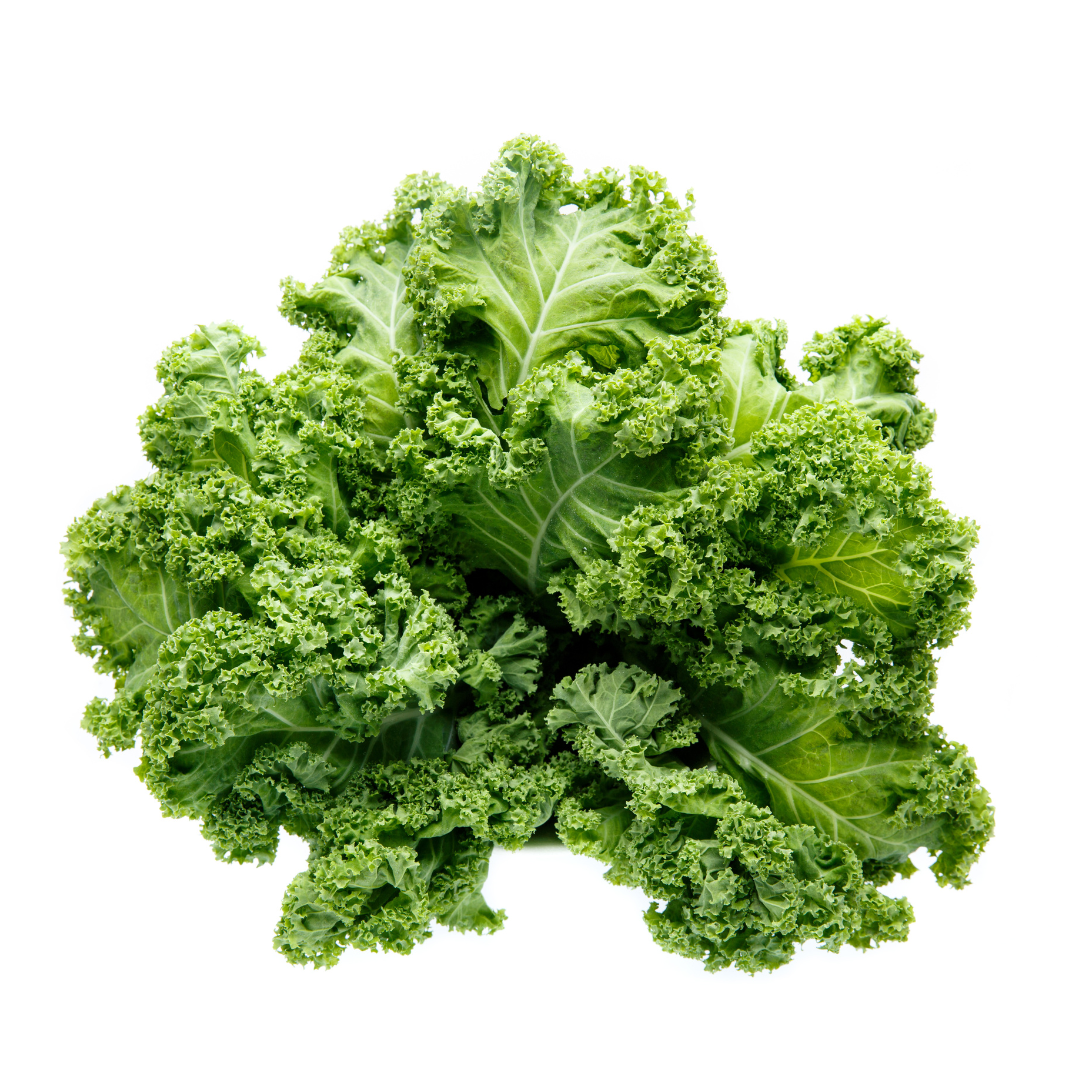 Darkibor Kale Seed from Lazy Dog Farm
