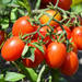 Laredo Tomato Seed from Lazy Dog Farm