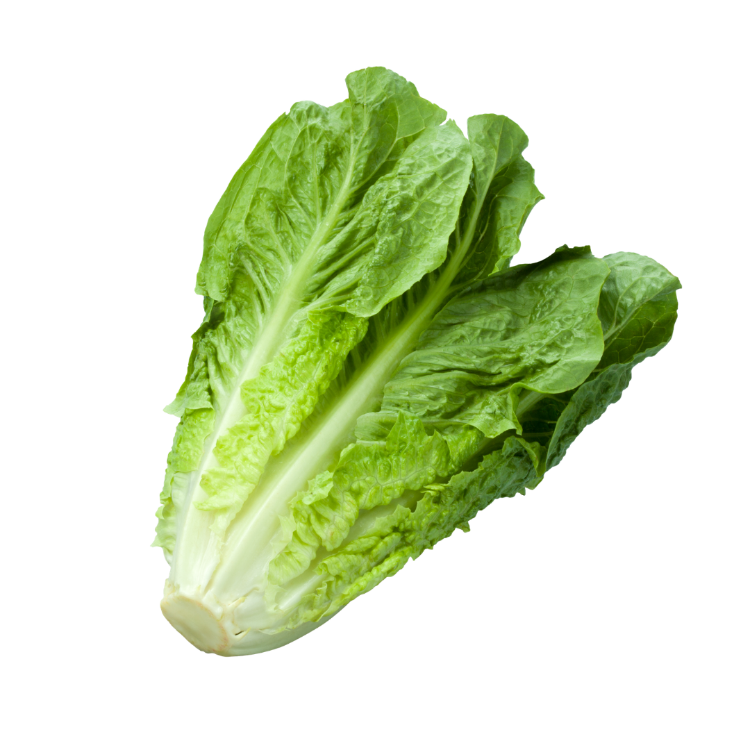 Lettuce Seeds from Lazy Dog Farm