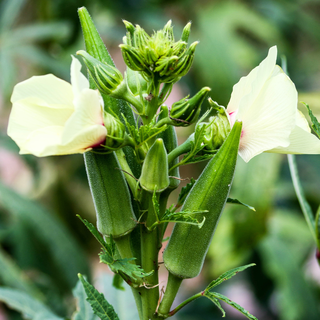 Liv Okra Seed from Lazy Dog Farm