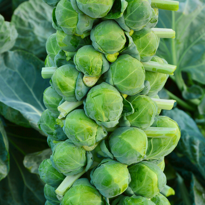 Long Island Improved Brussels Sprout Seed from Lazy Dog Farm