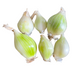 Louisiana Evergreen Shallots
