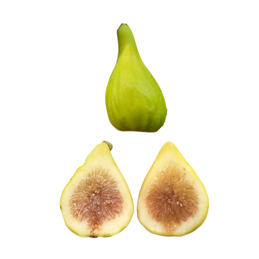 LSU Fig Trees | Great for Hot and Humid Climates | Lazy Dog Farm