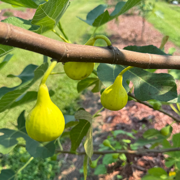 LSU Champagne Tree from Lazy Dog Farm