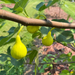LSU Champagne Tree from Lazy Dog Farm