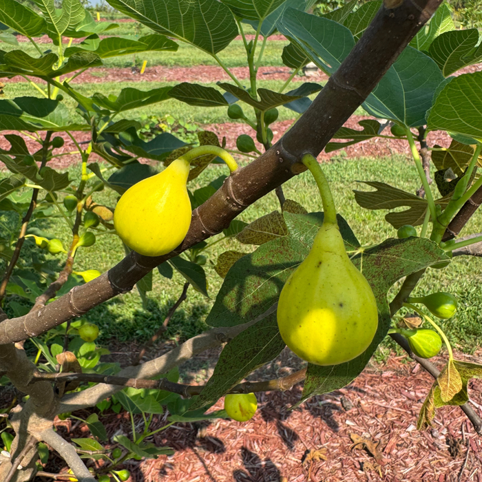 LSU Champagne Tree from Lazy Dog Farm
