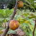 LSU DC-2 Fig Tree from Lazy Dog Farm