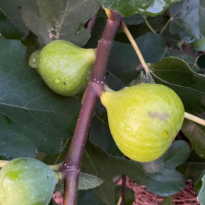 LSU Fig Tree Bundle from Lazy Dog Farm