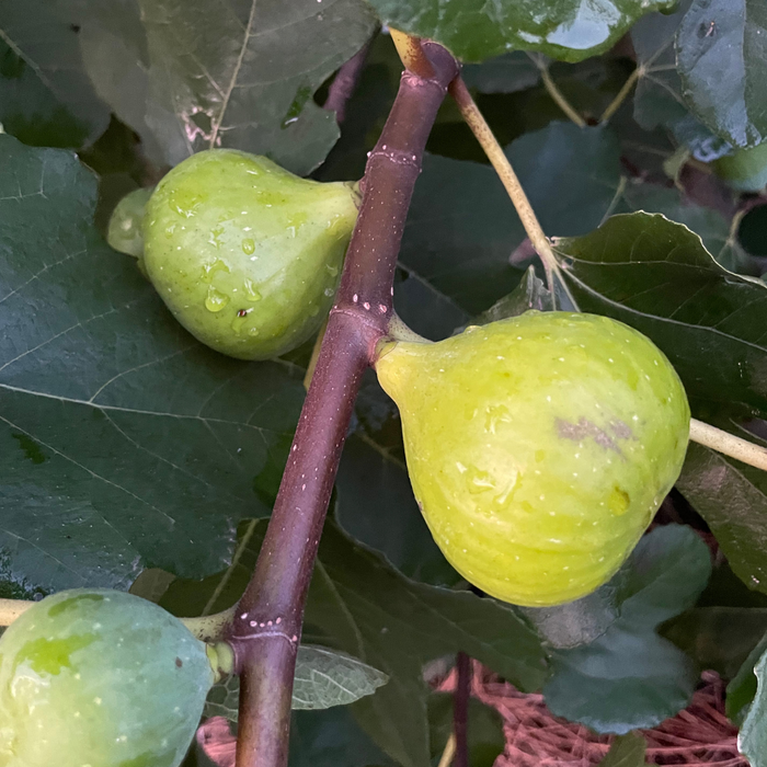 LSU Fig Tree Bundle from Lazy Dog Farm