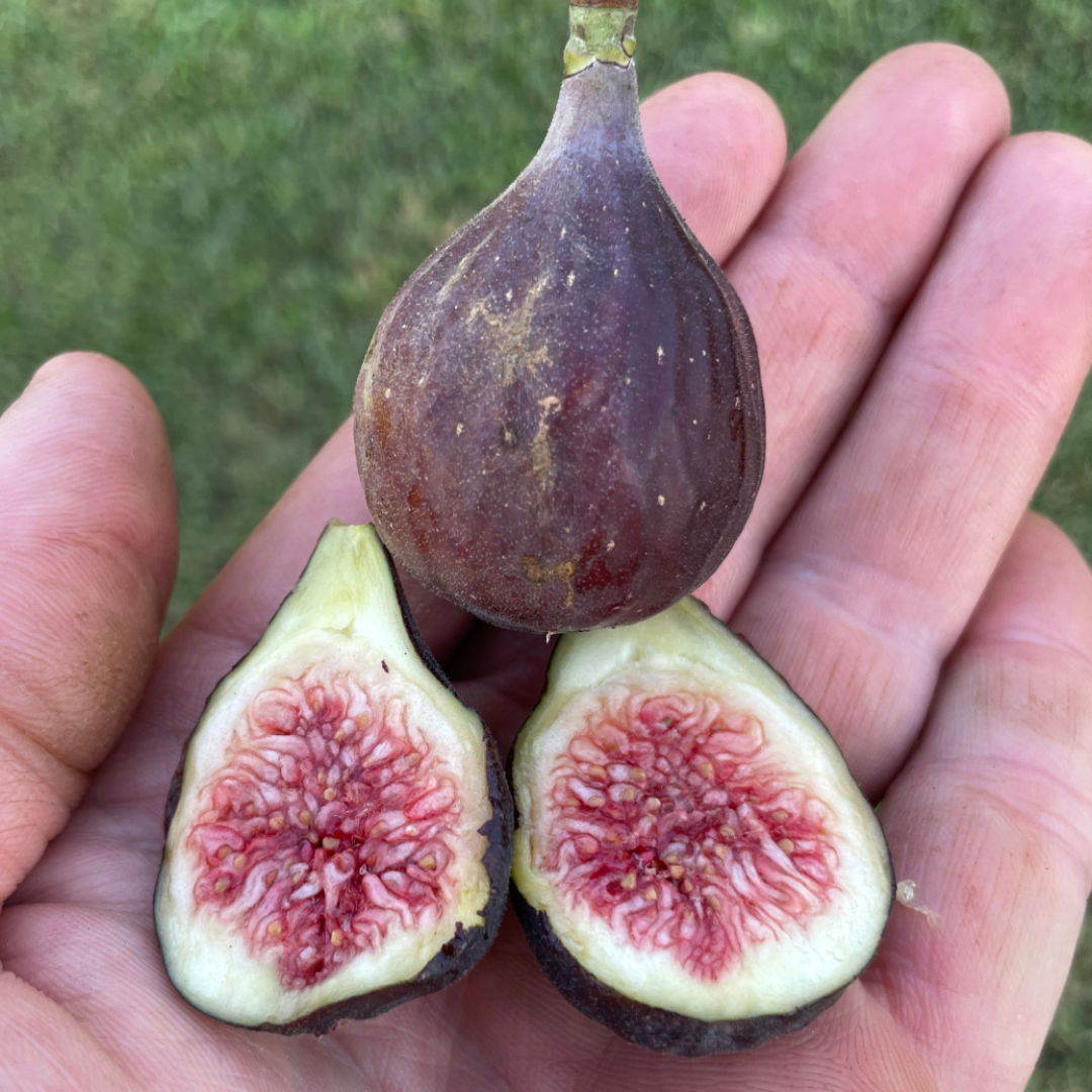 LSU Fig Tree Bundle from Lazy Dog Farm