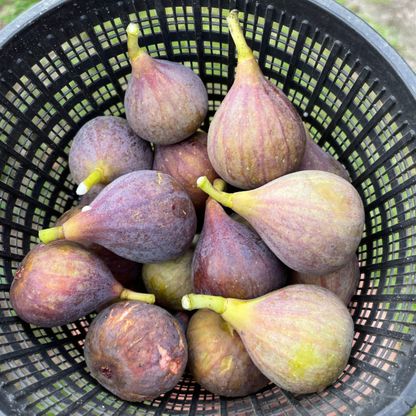 LSU Fig Tree Bundle from Lazy Dog Farm