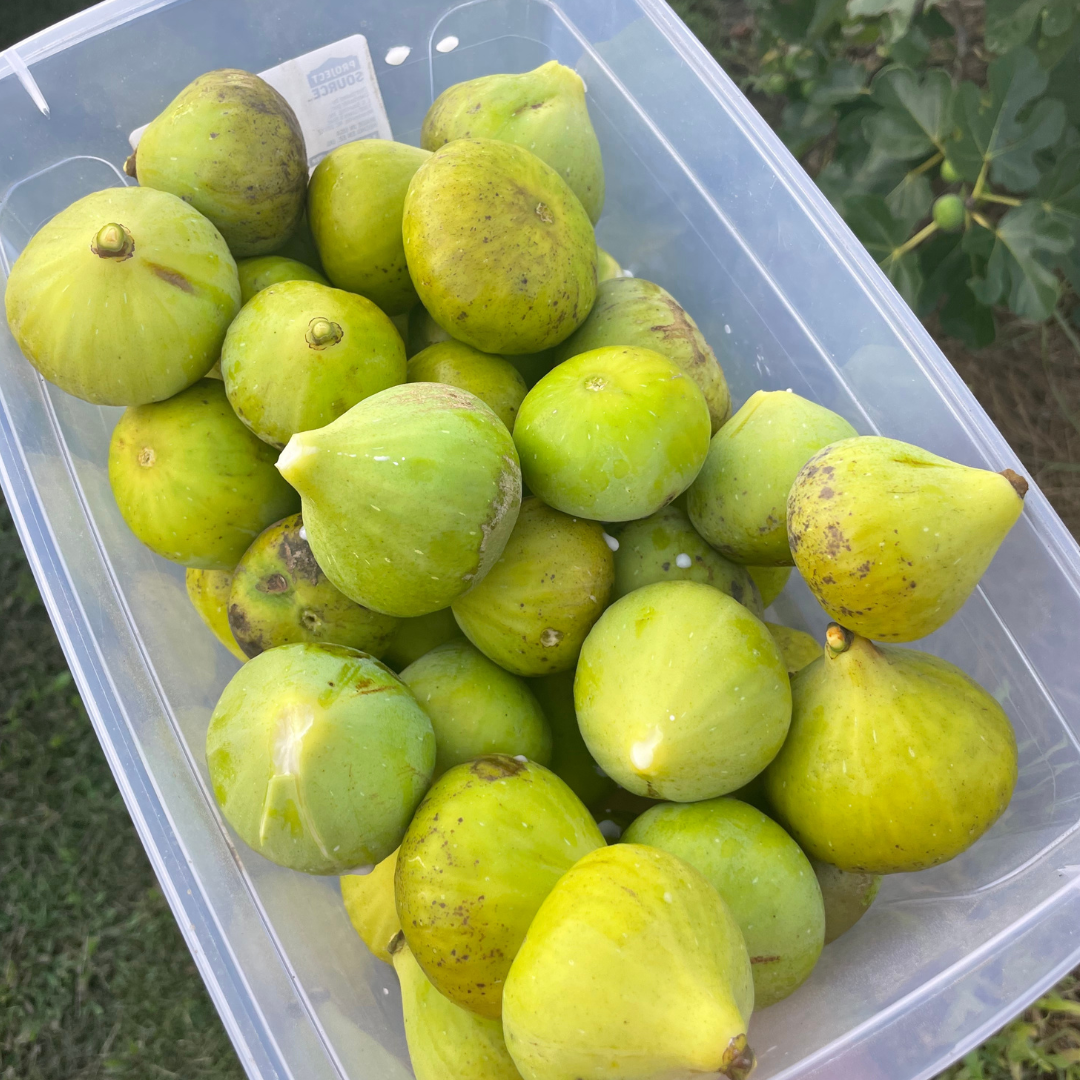 LSU Gold Fig Tree | Honey & Agave-Flavored Figs | Lazy Dog Farm