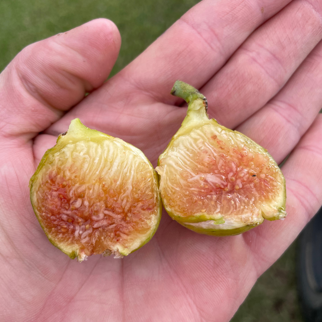 LSU Hollier Fig Tree | Delicious, Fruity Honey Figs | Lazy Dog Farm