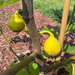 LSU Jack Lily Fig Tree from Lazy Dog Farm
