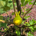 LSU Jack Lily Fig Tree from Lazy Dog Farm