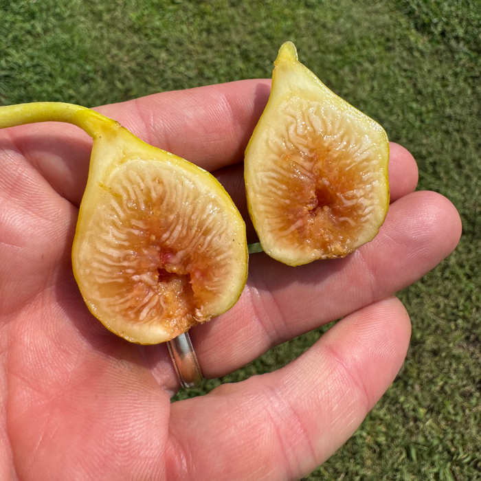 LSU Jack Lily Fig Tree from Lazy Dog Farm