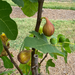 LSU O'Rourke Fig Tree from Lazy Dog Farm