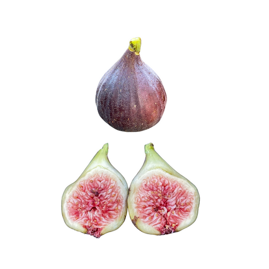 LSU Purple Fig Trees from Lazy Dog Farm