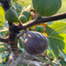 LSU Purple Fig Trees from Lazy Dog Farm