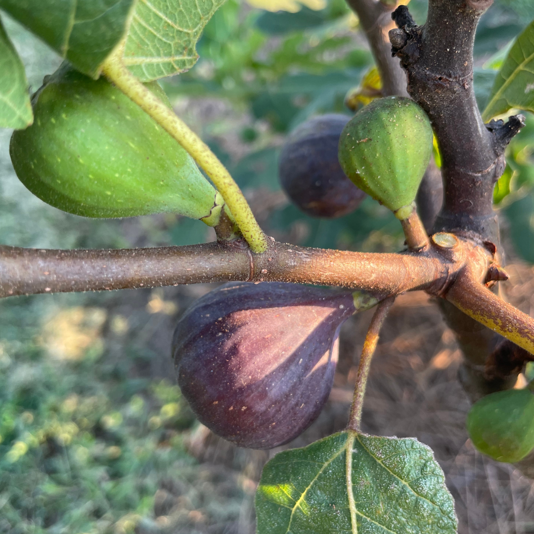 LSU Purple Fig Tree | Sweet, Delicious, Purple Figs | Lazy Dog Farm