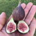 LSU Purple Fig Trees from Lazy Dog Farm