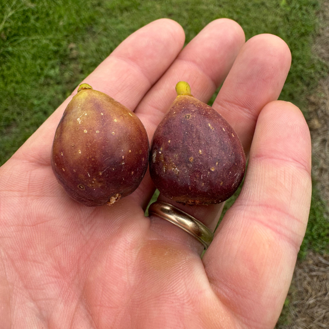 LSU Red Fig Tree from Lazy Dog Farm