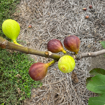 LSU Red Fig Tree from Lazy Dog Farm