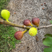 LSU Red Fig Tree from Lazy Dog Farm