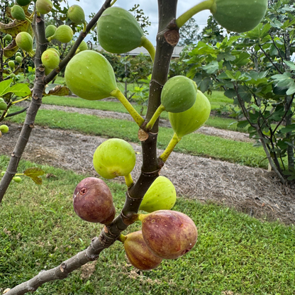 LSU Red Fig Tree from Lazy Dog Farm