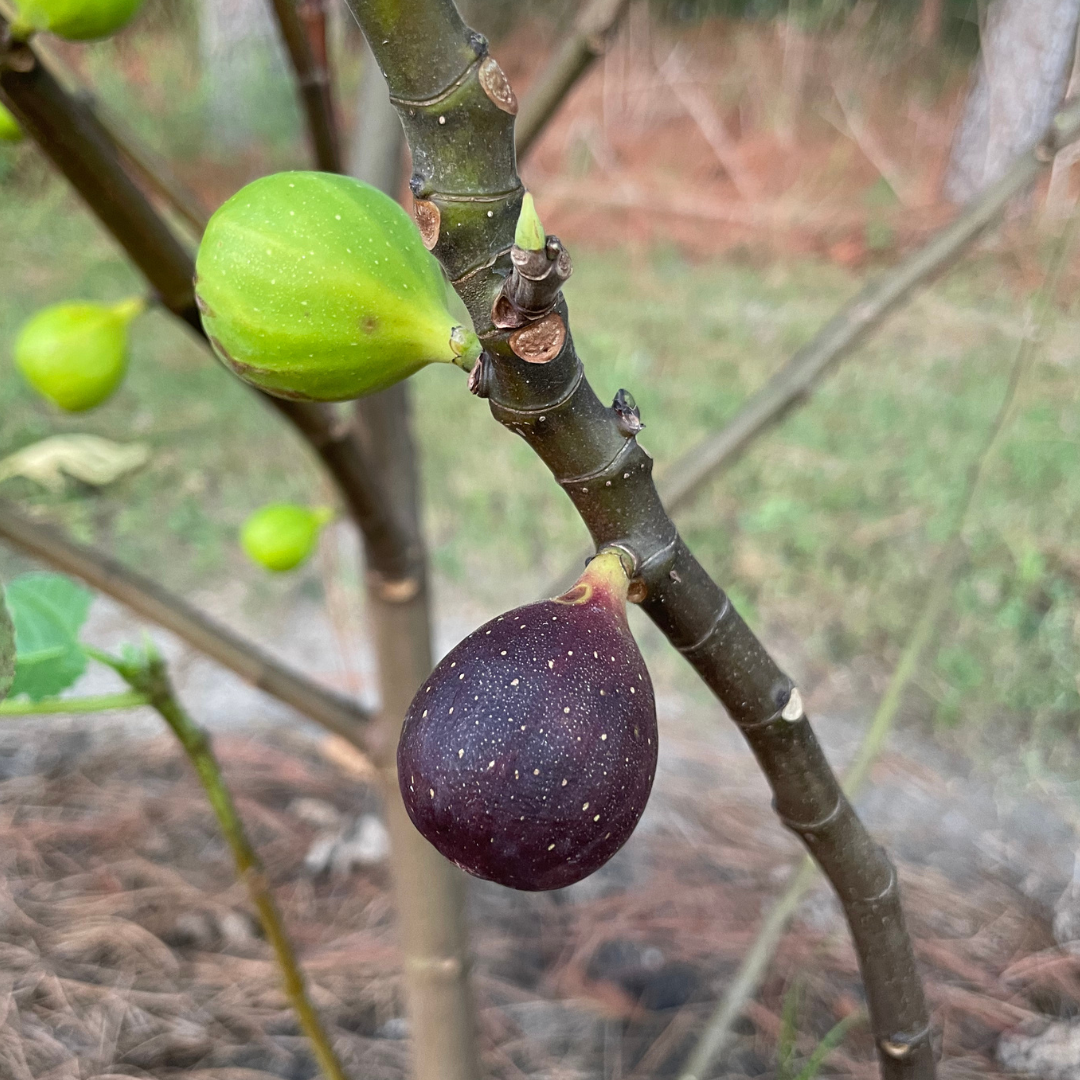 LSU Scott's Black Fig Tree | Exquisite, Berry Figs | Lazy Dog Farm