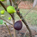 LSU Scott's Black Fig Tree from Lazy Dog Farm