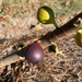 LSU Scott's Black Fig Tree from Lazy Dog Farm