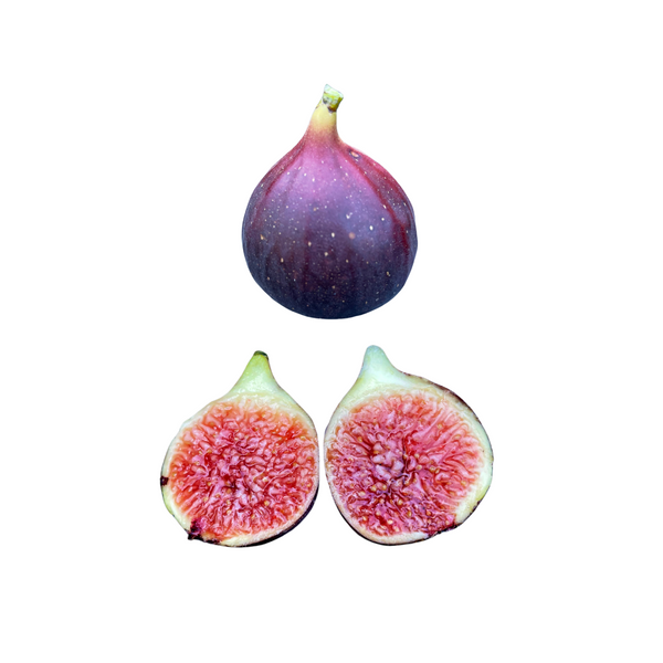 LSU Scott's Black Fig Tree | Exquisite, Berry Figs | Lazy Dog Farm