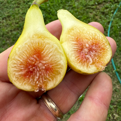 LSU Scott's Yellow Fig Tree from Lazy Dog Farm