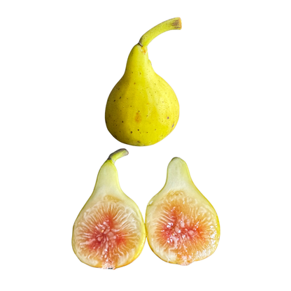 LSU Scott's Yellow Fig Tree from Lazy Dog Farm